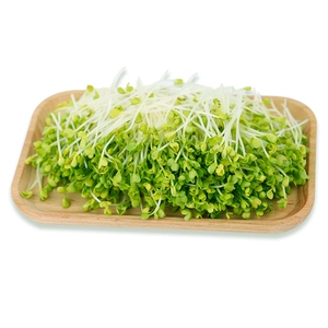 [香椿苗100g]