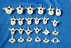 塑钢型材/pvc型材 特价人体1:1脊椎脊柱散装骨骼骨架 医用教学讲解展示模型