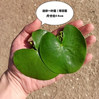 Mini две части и две части-в общей сложности 4 штук