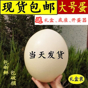 SF 超特大新鮮な食用ダチョウの卵ギフトボックス エミューの卵食用中秋節と端午節のギフト