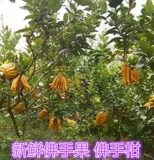 Yunnan Fresh Bergamot фрукты собирают свежие фрукты бергамот аромат бергамот, чтобы увидеть крем для потребления 3 фунта