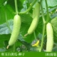 ▲ Hanyu White Cucumber Seeds 5 Краткая установка