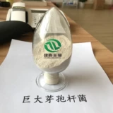 Гигантские бактериальные бактерии Bacillus 10 миллиардов фосфор.