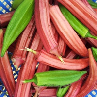 Роза красная