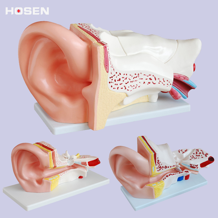 耳模型人耳结构造解剖模型外耳朵听觉系统听力