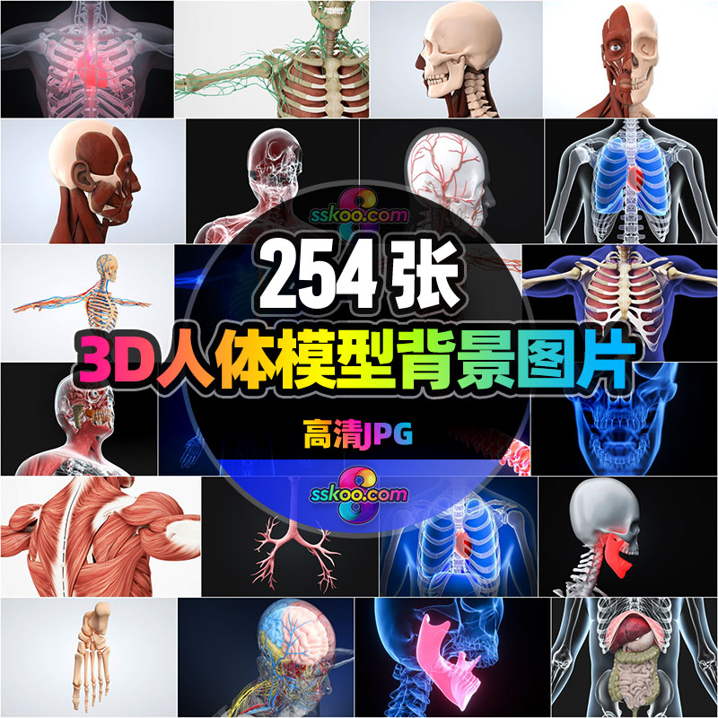 高清人体骨骼肌肉组织器官经脉分布模型场景JPG背景图片设计素材