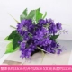 Deep Purple Lavender 5