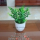 【Bonsai xiaoyear】
