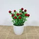 【Bonsai Fruit Fruit Big Red】】