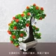 Шоколад [chanchun tree xihong]