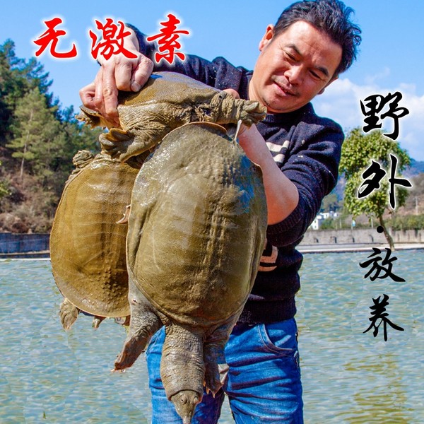 千岛湖 生态有机甲鱼活体 1.5斤 优惠券折后￥69包邮（￥169-100）