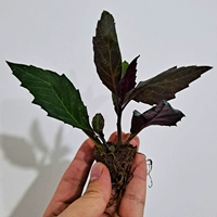 Скрытый зеленый