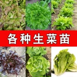 Растительные саженцы, саженцы саженцы, салаты салата, римские пурпурные сливки, гангшанский скорость фиолетового зеленого языка языком cai cai cai cai