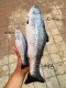 Рыба лягушки (40 см)
