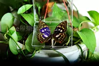 Da Ziru Batterfly 8 см.