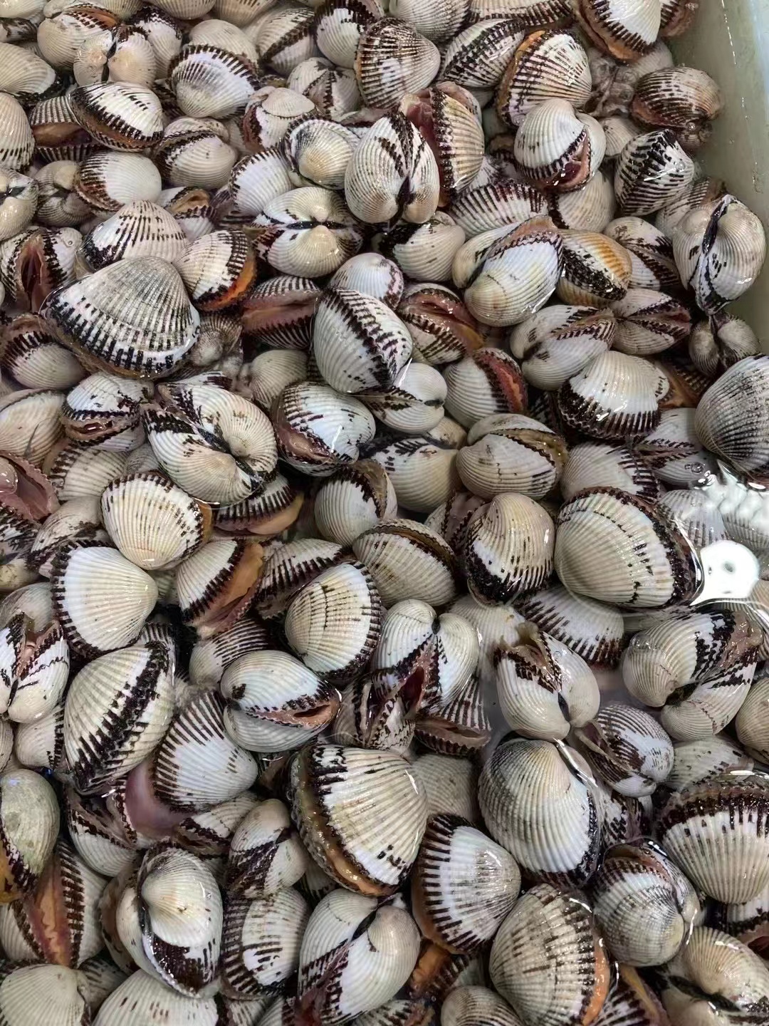 盘点常见的10种蛤蜊，你都吃过吗？最后一种风靡全国。_贝类_中国_口感