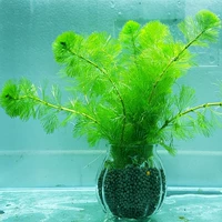 Светло-фиолетовый