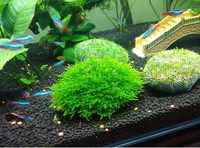 Мошима Мошима