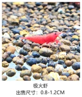 Extreme Fire Crimp 20 Получите 5 свободных потерь