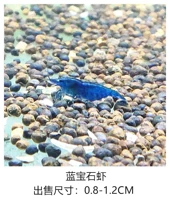 Сапфировые креветки 20 Получите 5 бесплатных потерь