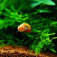 Качественные Red Apple Snails 10 Получите 6 за потери