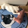 Con chó đồ chơi cắn kháng con chó răng hàm luật để đi cùng ngủ đồng Teddy pet estrus vent thời gian nam dog cat nguồn cung cấp đồ chơi cho mèo con