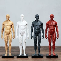 Физиологичная модель мышц, художественный реалистичный физиологичный скелет, анатомия