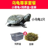 活物小烏龜+飼養(yǎng)盒+苔蘚券后5.8元包郵 