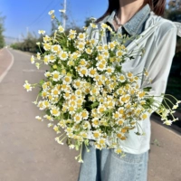 Ретро упаковка 5 Приготовление иностранного ромашки в холодной цепи