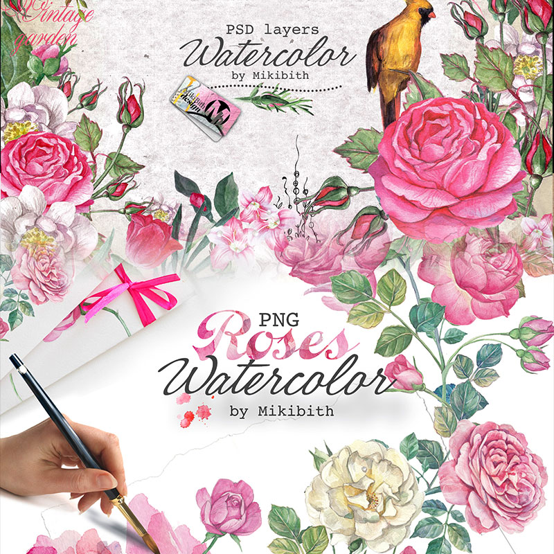 玫瑰月季鲜花花朵花卉手绘水彩剪贴画插画PNG免扣透明PSD设计素材