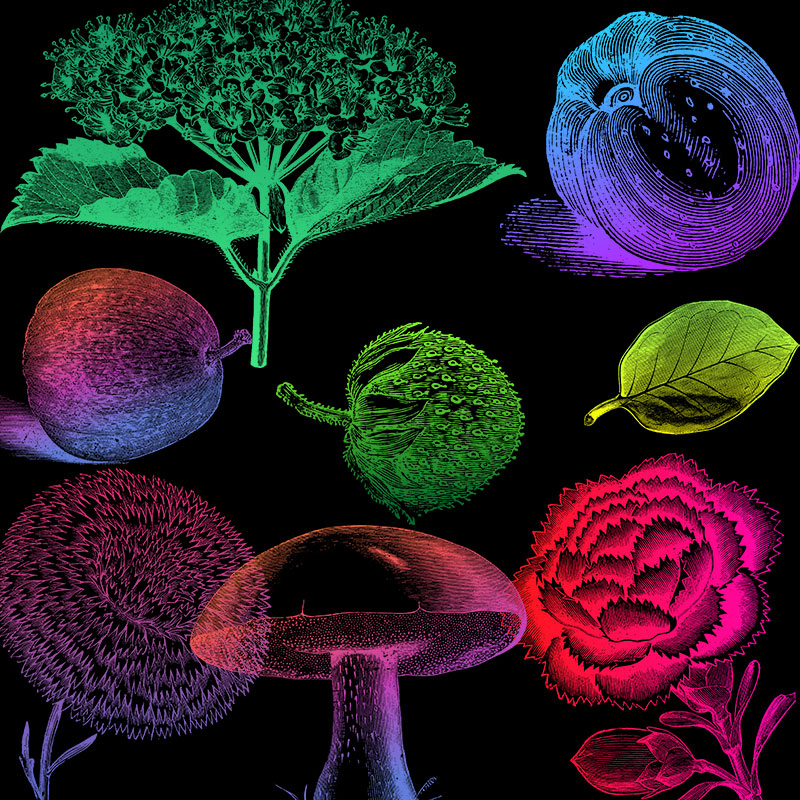 复古植物花卉手绘剪贴画插画插图PNG免扣AI矢量背景透明设计素材