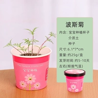 Paper Cup Pot-Persian Chrysanthemum