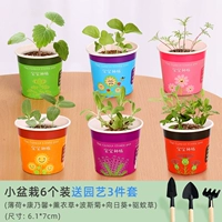 [Рекомендуется менеджером магазина] Небольшой популярный горшок посаженным 6 заводами