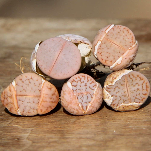 Poatful Fan Abricot Stone Flower Quyu Ruiguang Yulang Saitama C245