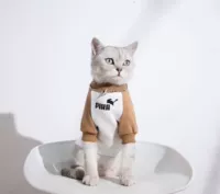 Белая коричневая весна и осенняя толстовка (кошка)