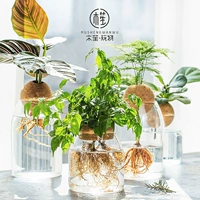 Креативная глянцевая лампа для растений, прозрачное украшение, простой и элегантный дизайн