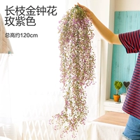 Роза Фиолетовый [Цветок Золотого колокола Чанцжи]