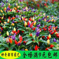 Красочные семян семян перца, четыре сезона, сеяние chao tianye beece pepper pepper pepper Pepper Pepper Pepper Pepper Pepper Seedlife Seedlife Seedlife Feedne Canton Seeding