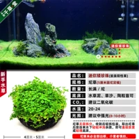 Mini Dwarf Pearl 5 см посадка Данчена