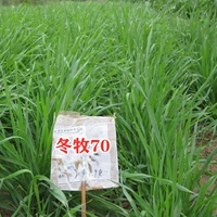 【Внутренняя зимняя память 70】/5 Catties