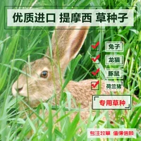 【Кролик Cao Ti Moses】/Mack лет рождения