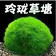 Зеленые водоросли мяч 17 Юань 1