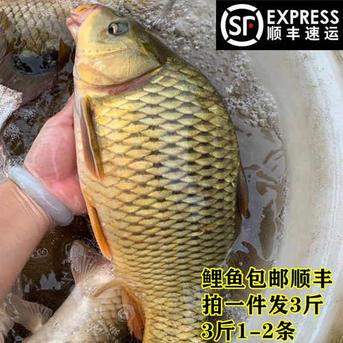 River Carp 3 Catties 78 Юань бесплатная доставка SF Special Products Fresh Ofnement питание супа Live Fish Slauthing Fish и выпустите рыбу, чтобы выпустить