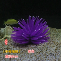 【8 см среднего морского ежа】 Фиолетовый