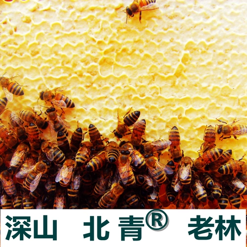 Снежный нефть нефть подлинное Чанбай Маунти Специальные товары сухие товары снежный моллюско