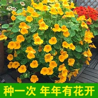 Girin Lotus 1 грамм
