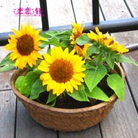 Короткий подсолнечник в горшках 50 капсул