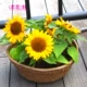Короткий подсолнечник в горшках 50 капсул