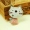 Handmade DIY Cute Cartoon Corsage Kitten Trâm Vải Doll Doll Red Red Headgear Bag Pin Phụ kiện - Trâm cài