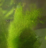 Водяной хлопок, шелковые водоросли, водоросли прямой цепи, водоросли Rigidum, водоросли с двумя звездами, сеть водорослей, роторные водоросли